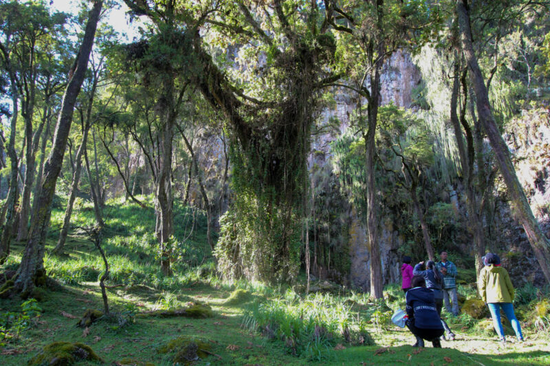 村の人々が雨乞いや子授けの祈りを捧げるという巨木