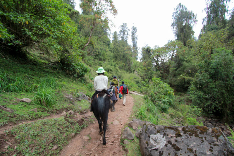 森の中を進んでいきます