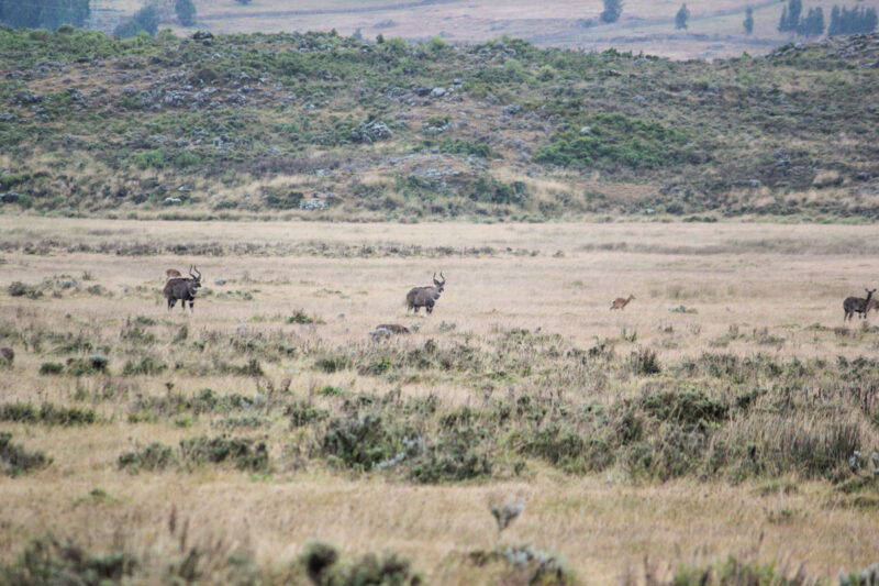遠くを歩くマウンテン・ニャラとリードバック