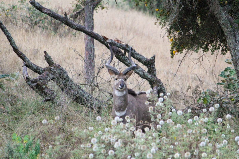 注意深くこちらを探るマウンテン・ニャラを発見