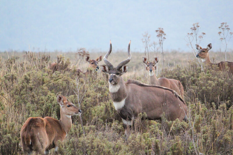 至近距離で出会ったマウンテン・ニャラの群れ