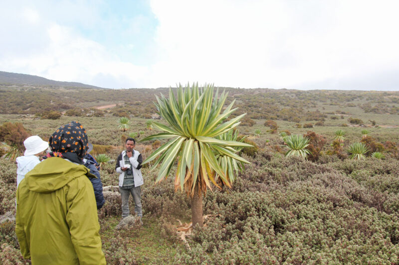 生態系の説明をするガイドとジャイアントロベリア