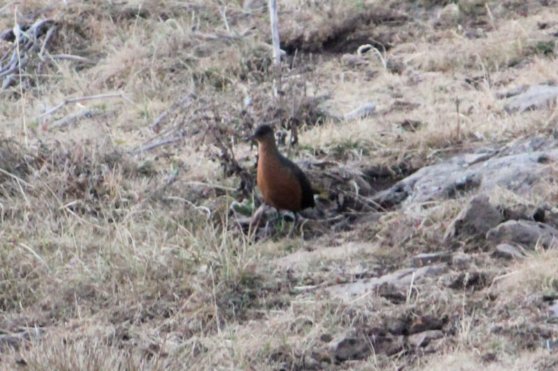 喉から腹部までの赤茶色が可愛いアビシニアクイナ
