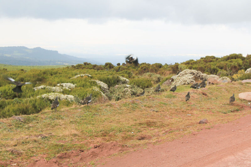 カメラを構えたところで飛んで行ってしまったイボトキ