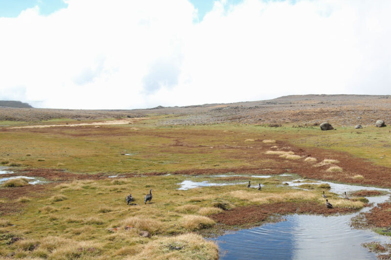 水辺にあつまるアオバコバシガン（写真左）