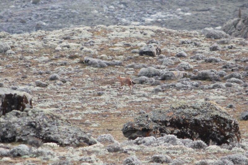またしても、カメラを用意している間に遠くへ