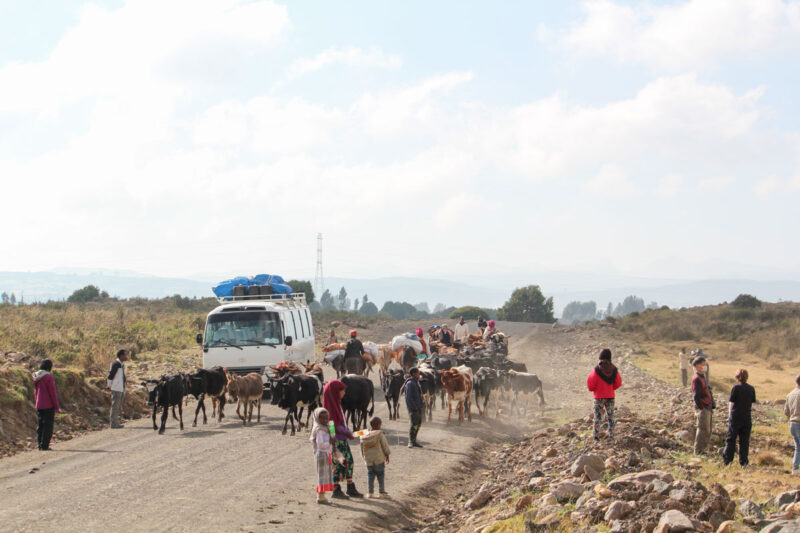 保護区沿いを行き交う地元の人々と牛