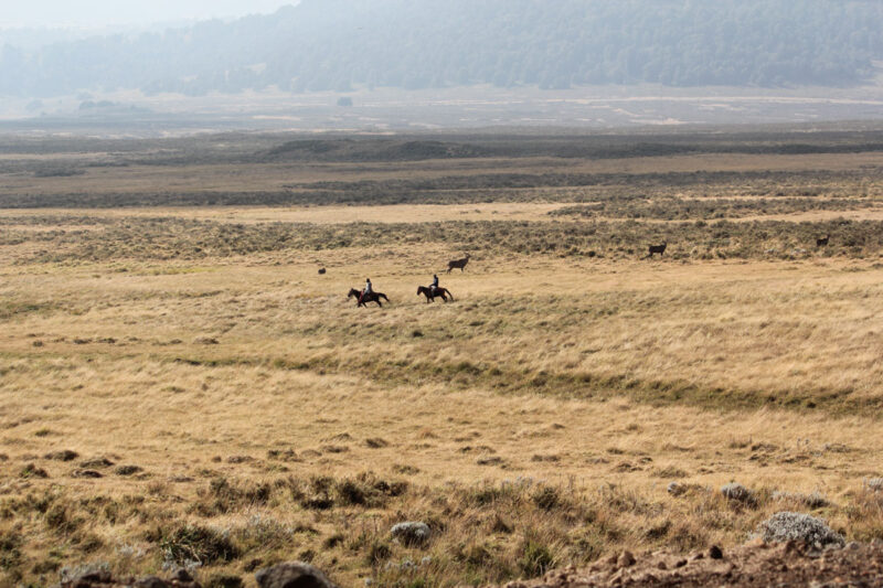 保護区内を颯爽と走る馬の姿。レンジャーとのことです