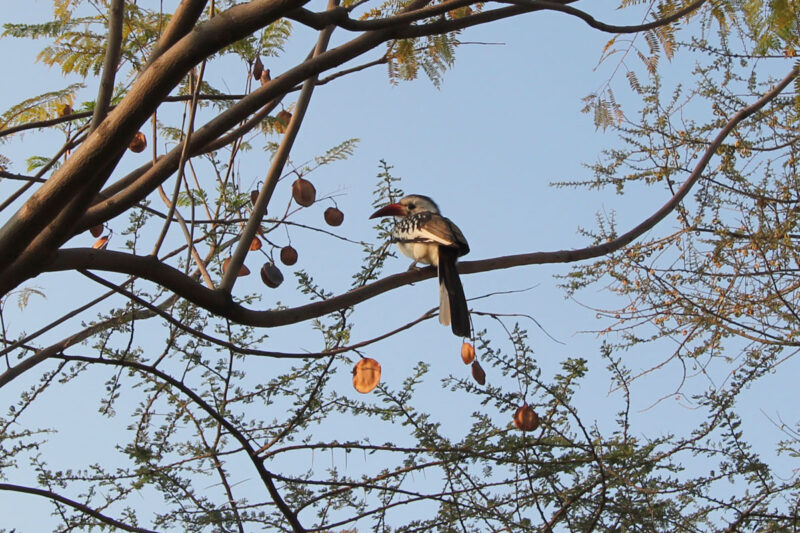 部屋の目の前で見つけたアカハシコサイチョウ。いつ見ても可愛いですね
