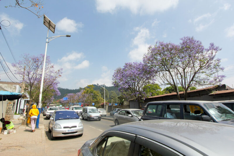 アディスアベバのジャカランダ。色々な所で咲いていました