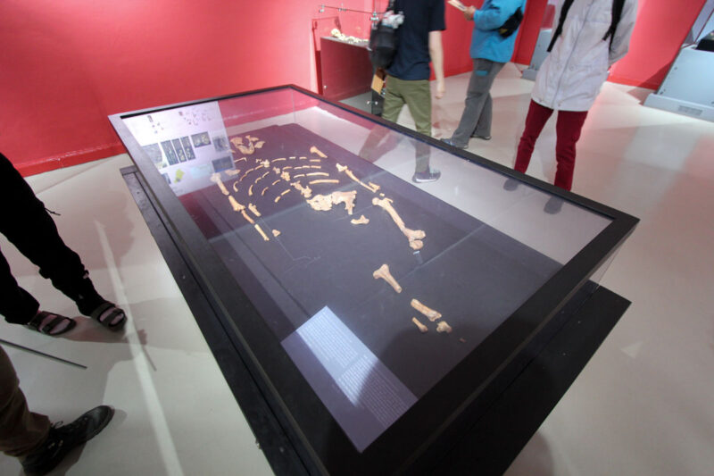 ルーシーの全身骨格。300万年以上前に地上で暮らしていたとのこと