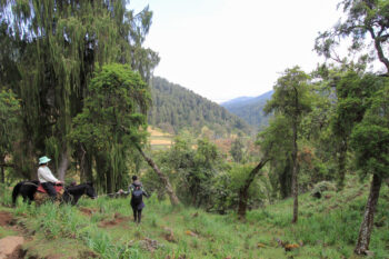 添乗員レポートの画像