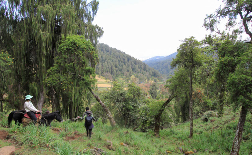 2025.12.28発 エチオピア ホース・トレッキング＆サファリ 8日間
