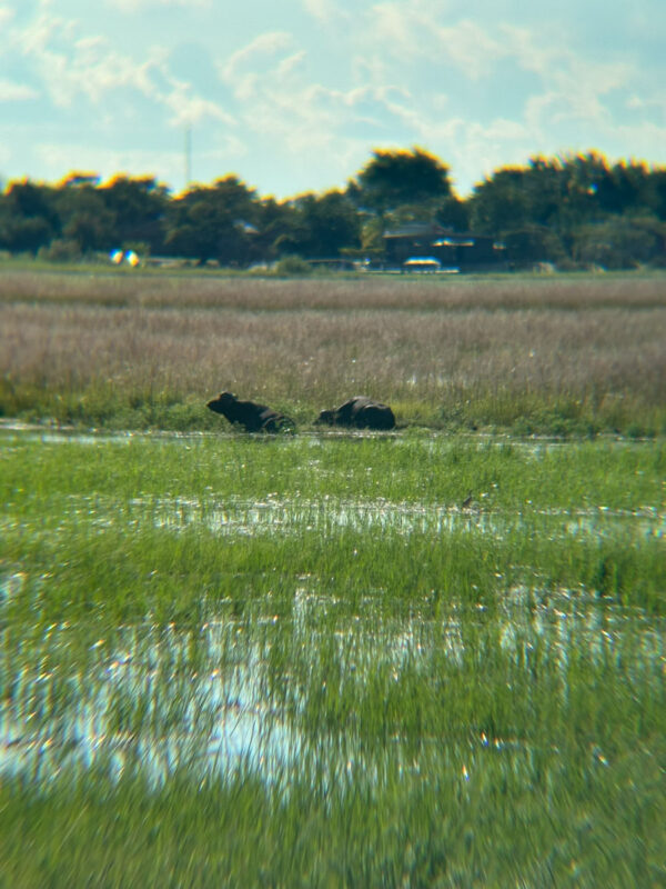 こちらはバッファロー