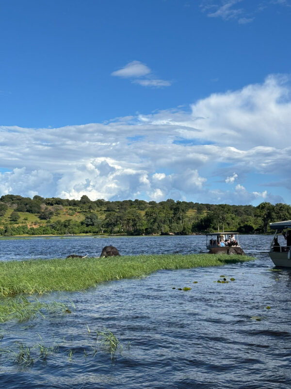 水辺で戯れる象