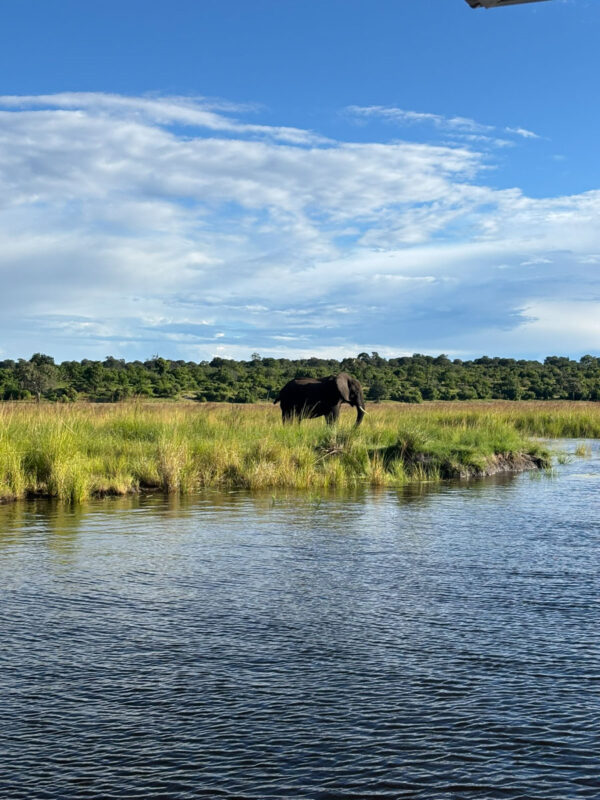 肉眼でも見える距離に。絵になる一頭の象。