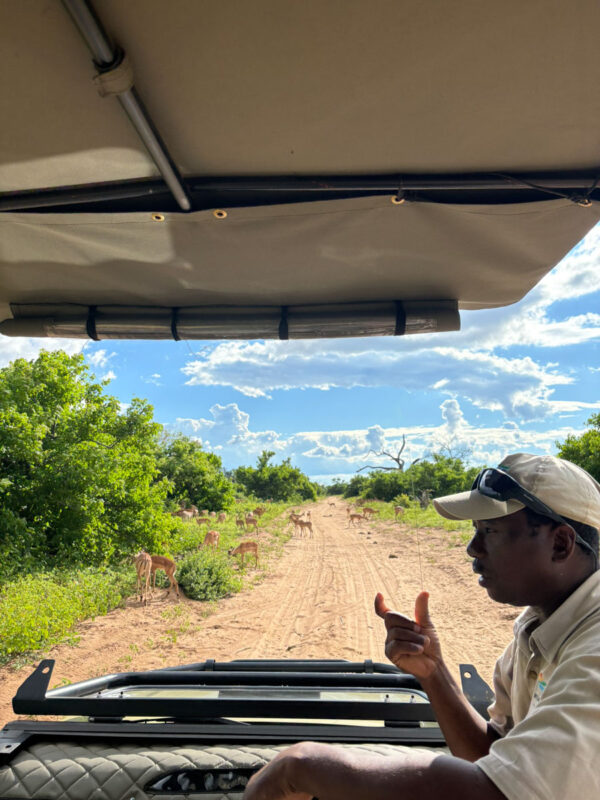 今朝のゲームドライブも案内してくれたクリスが夕方も同行してくれます。100頭はいそうなインパラのハーレムについて説明してくれます。