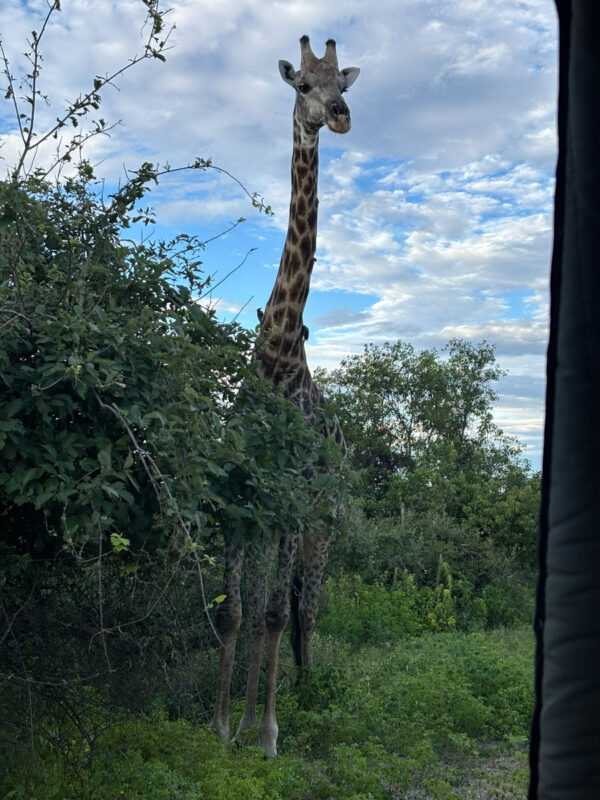 木陰で草を食んでいたキリン。首にはウシツツキ。