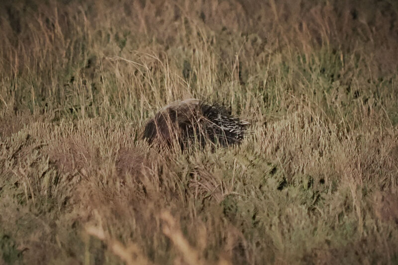 逃げ足も早く、お尻しか見せてくれないヤマアラシ。暗くて遠いため、まともな写真は撮れず