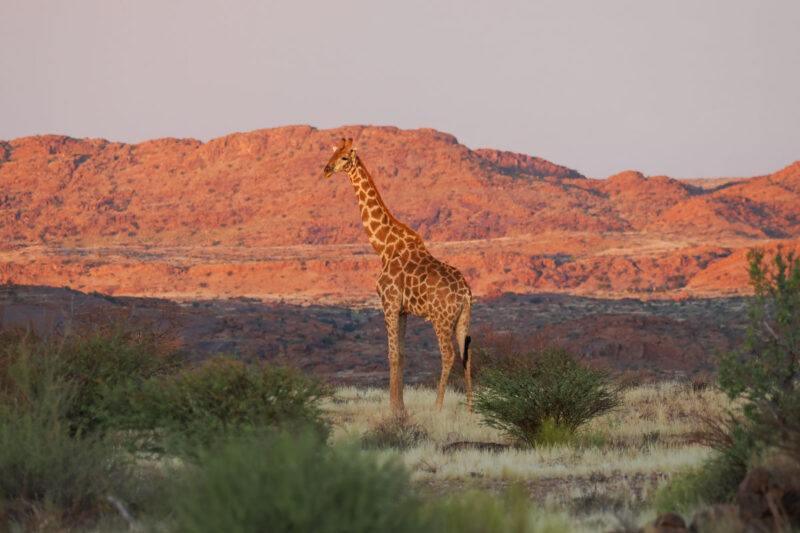 オーグラビーズのキリンは一旦絶滅し、ナミビアのエトーシャからの移入個体が繁殖したものなんだとか