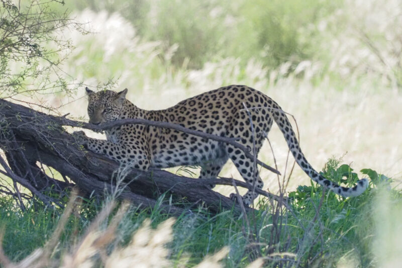 ゲートから数キロでヒョウの母子にも遭遇、幸先の良いスタート