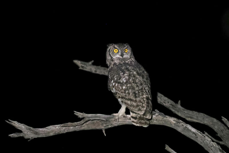 ナイトサファリではアクティブなアフリカワシミミズクに遭遇
