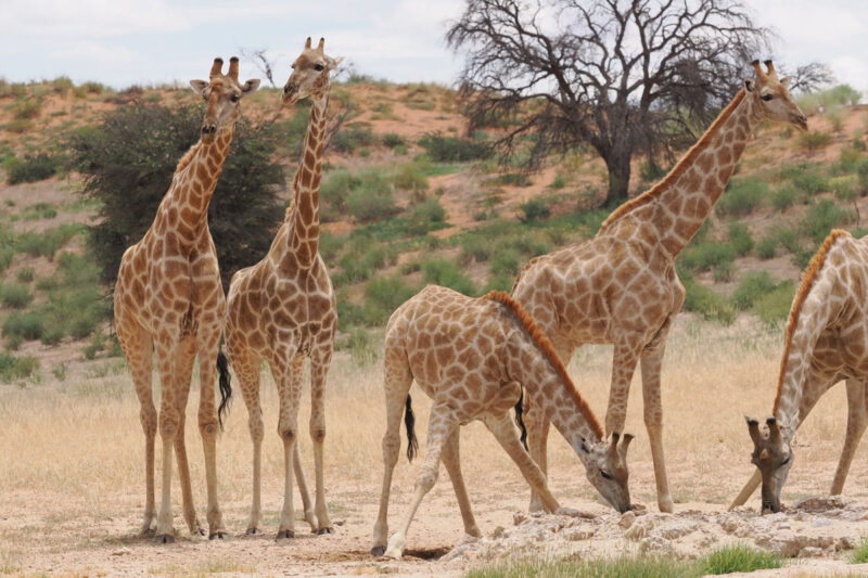 カラハリ・トランスフロンティア公園のキリンもかつてナミビアから移入された個体群の子孫とのこと