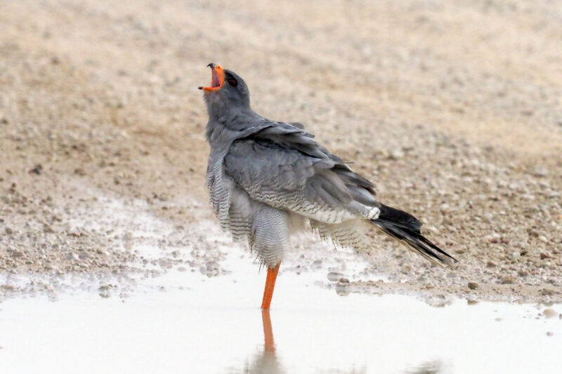 親子で水浴びするコシジロウタオオタカの成鳥