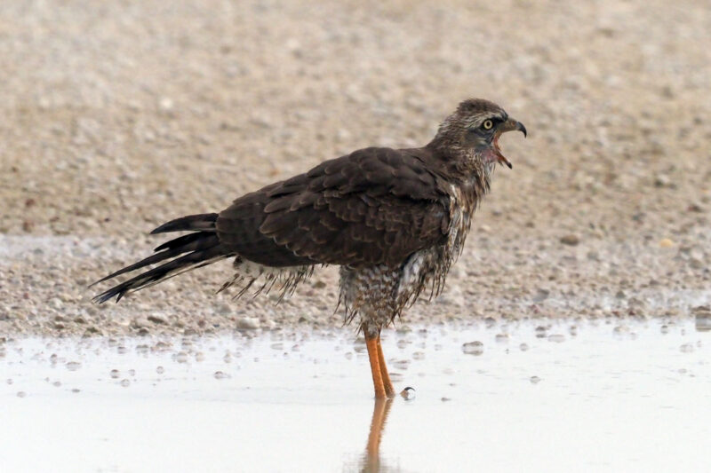 コシジロウタオオタカの幼鳥