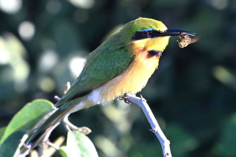 ヒメハチクイ