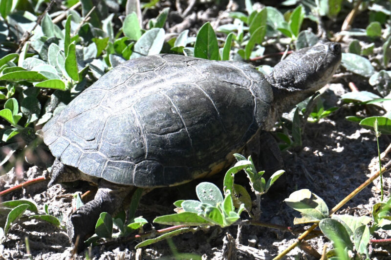 ヌマヨコクビガメ、水が多いのかカメによく会います