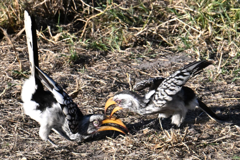 ミナミキバシコサイチョウ