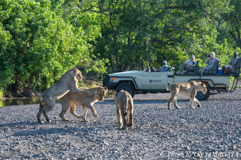 マシャトゥのサファリカーは屋根、支柱がまったくないし、動物たちまでの距離も非常に近い。