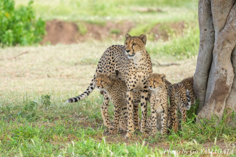 獲物を探すチーター親子。獲りやすいインパラの子が多い雨季はチーターの子育てにも適している。