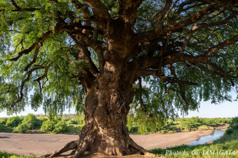 川辺に聳えるマシャトゥの木（英名：Nyala Tree 学名：Xanthocercis zambesiaca）。この巨木がマシャトゥ動物保護区の名の由来。