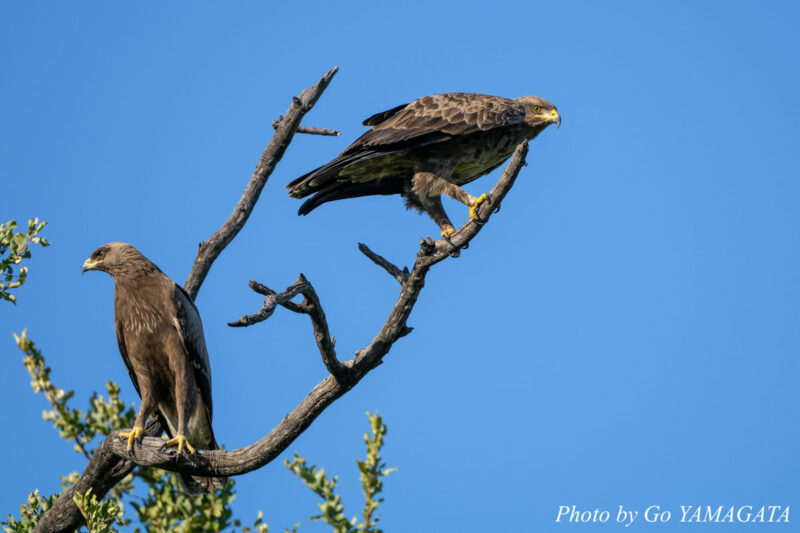 通年猛禽類の多いマシャトゥだが、アシナガワシ（Lesser-spotted Eagle, Clanga pomarina）は雨季にしか姿を見ない。