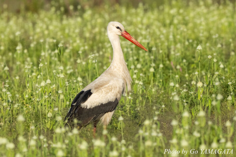 はるばるヨーロッパから越冬のために渡ってくるシュバシコウ（White Stork, Ciconia ciconia）。