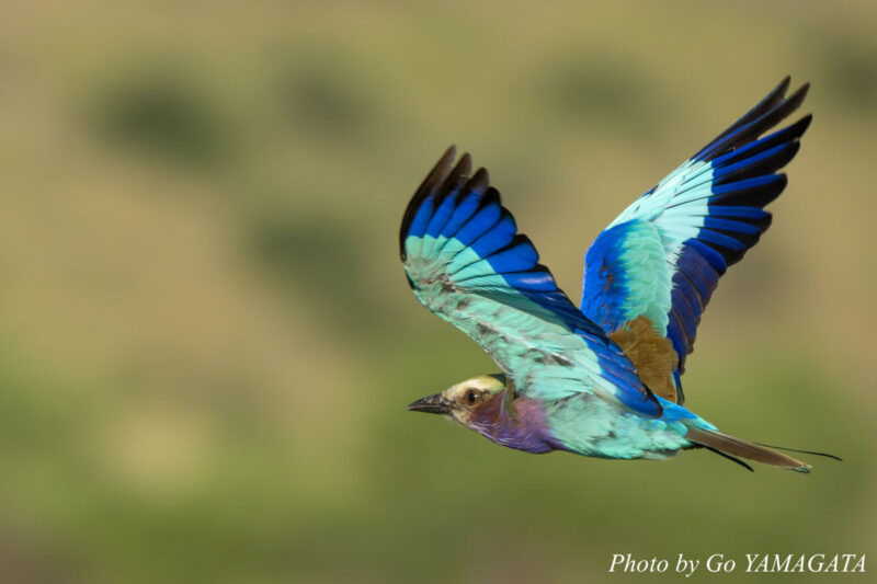 ライラックニシブッポウソウ（Lilac-breasted Roller, Coracias caudatus）は通年見ることのできる留鳥だ。