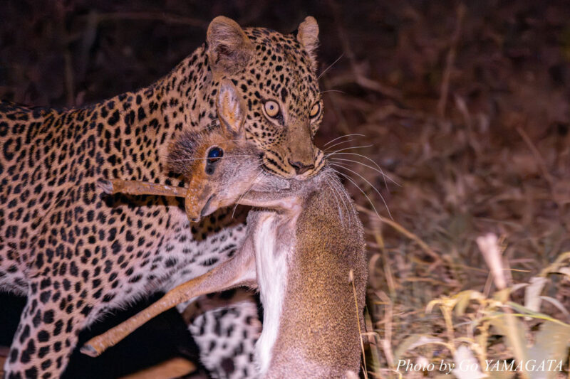 ディクディクを捕らえた直後のニョシャ（メス、5歳）。キシワの現在のパートナー。