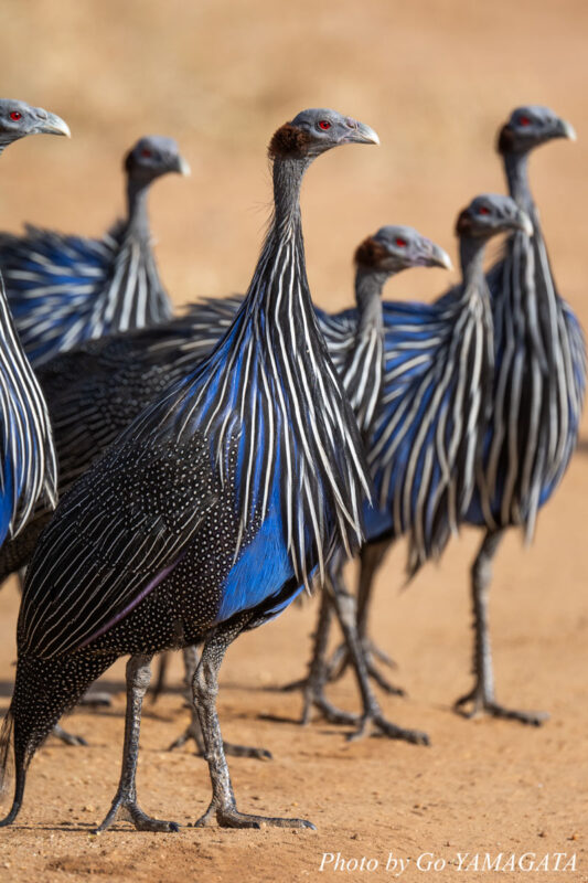 ライキピアの至る所で見かけるフサホロホロチョウ。
