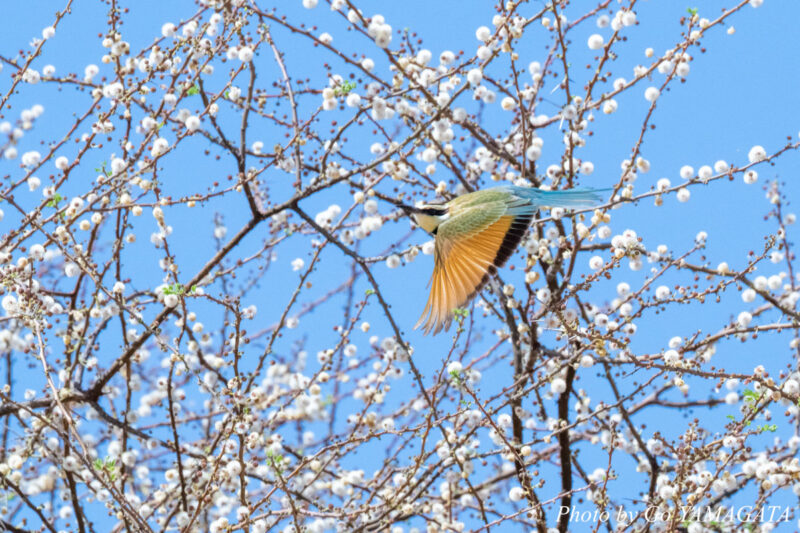 アカシアの花に集まる昆虫を狙うノドジロハチクイ