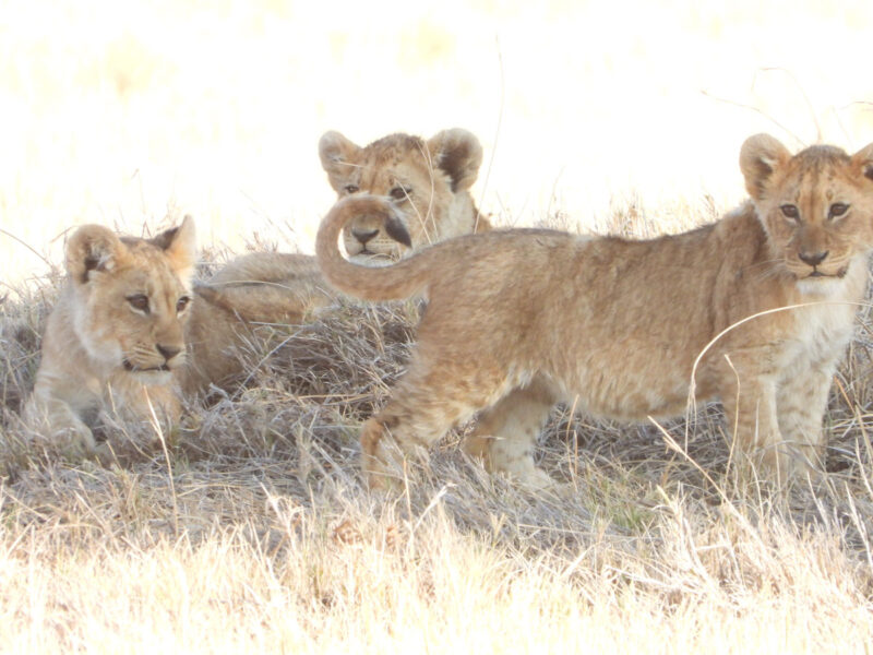 じゃれ合っています。百獣の王といえども子供は子猫のようでとてもかわいい。