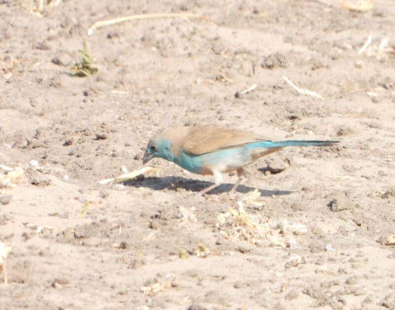 ルリガシラセイキチョウ