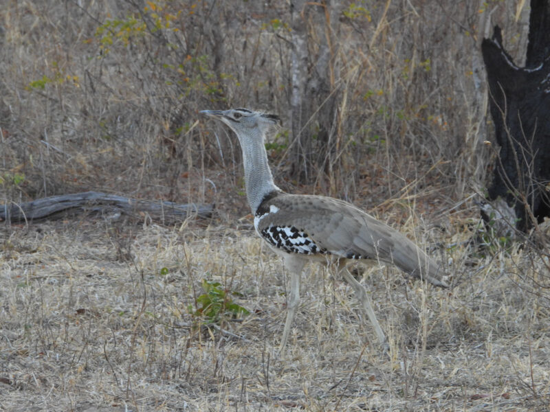 アフリカオオノガン