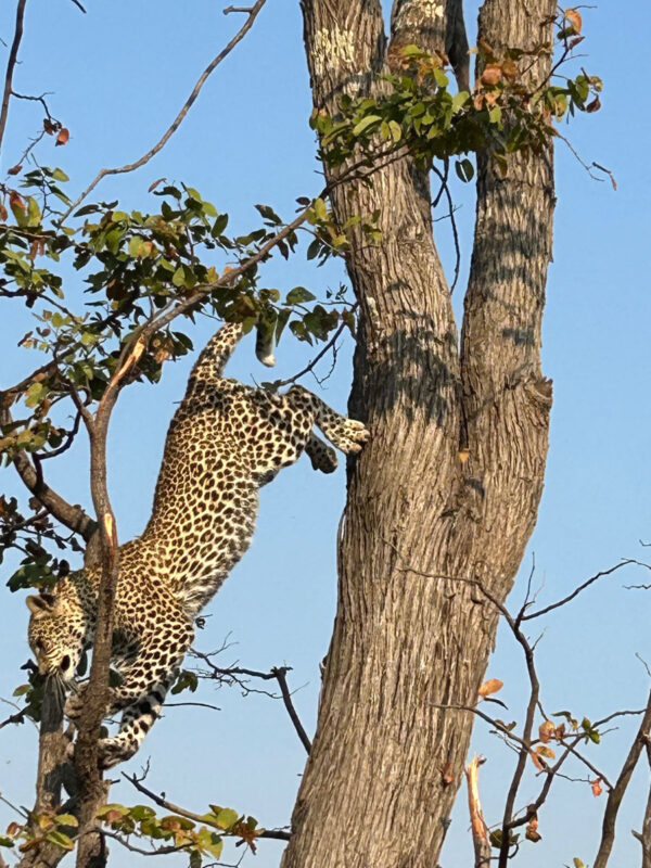 ヒョウに遭遇