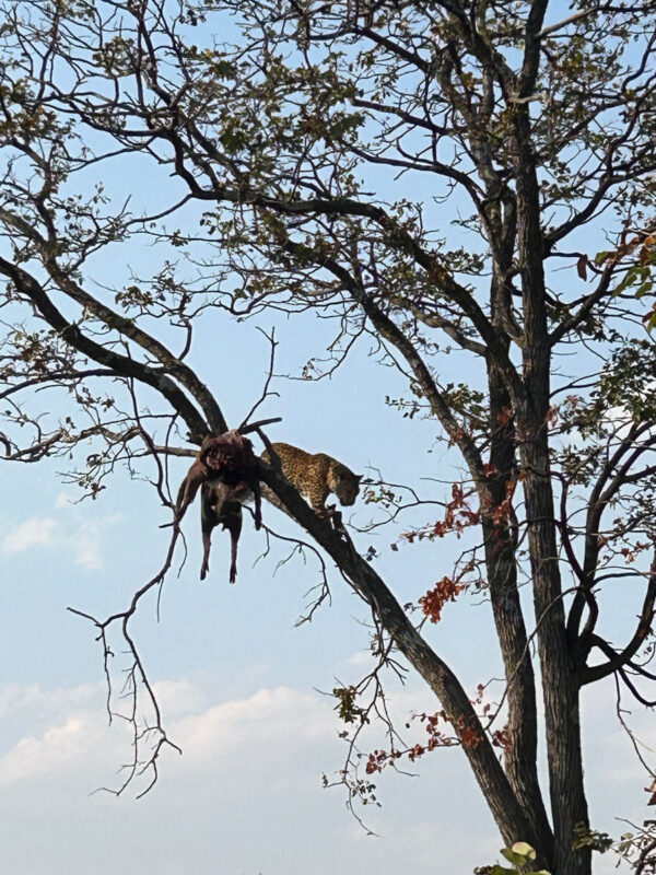イボイノシシを食事中