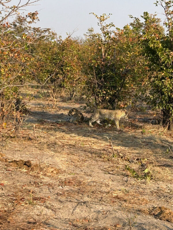 メスヒョウの求愛行動