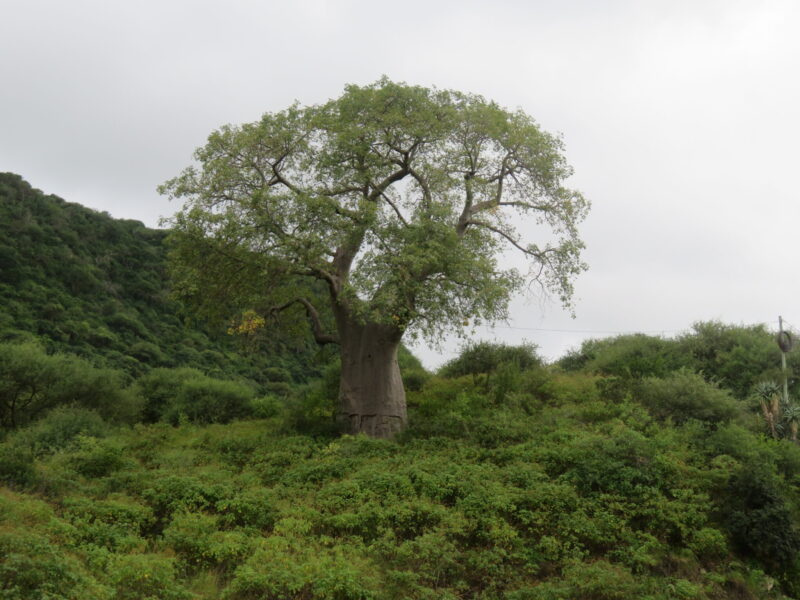 図80：帰りがけのバオバブの木