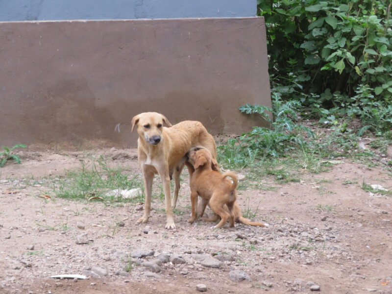 図83：ムトワンブ集落内、散策中にいた犬（授乳中）